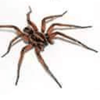 animal-attack-spider